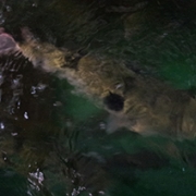 お得情報!今だけのチャンスです!