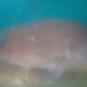 これはなんでしょう??