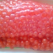 今が美味しい時期です!