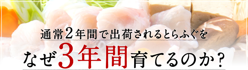 通常2年間で出荷されるとらふぐをなぜ3年間育てるのか？