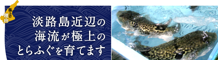 淡路島近辺の海流が極上のとらふぐを育てます